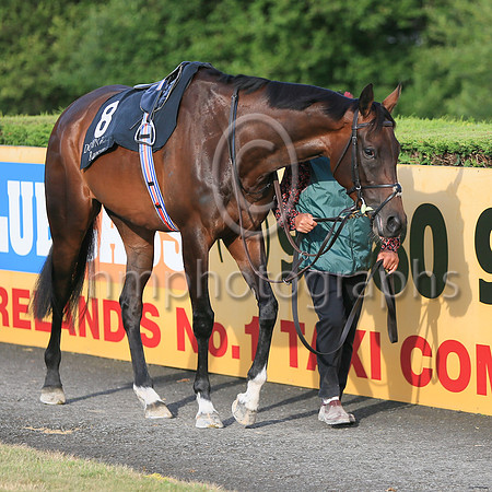 01st Perotan (8 , grey and white check ) Jockey: W M Lordan , Trainer: A P O'Brien