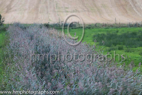 Contrasting greenery at Downpatrick Race Course