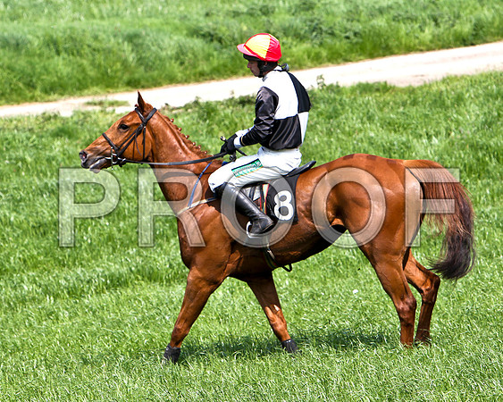Third Race - Lylehill (8) PU, Rider Derek O'Connor -CU2D9598-e2a