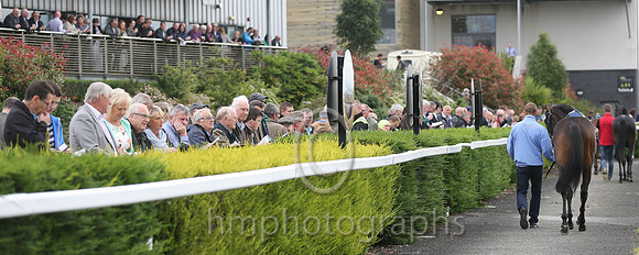 Parade Ring at Down Royal
