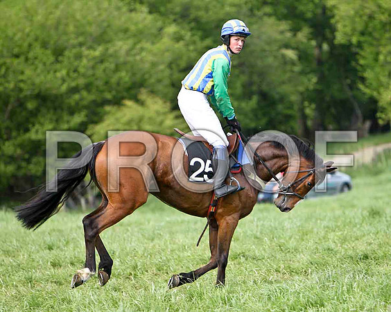 Fifth Race Div 1 - Graciemm (25) PU, Rider P E Turley- CU2D9645-e