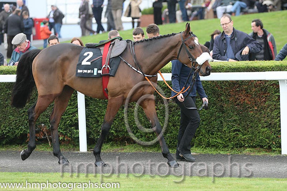 07 Tiger Roll and B J Cooper - PU - 07th (2 ,maroon white star ) Trainer - G Elliott