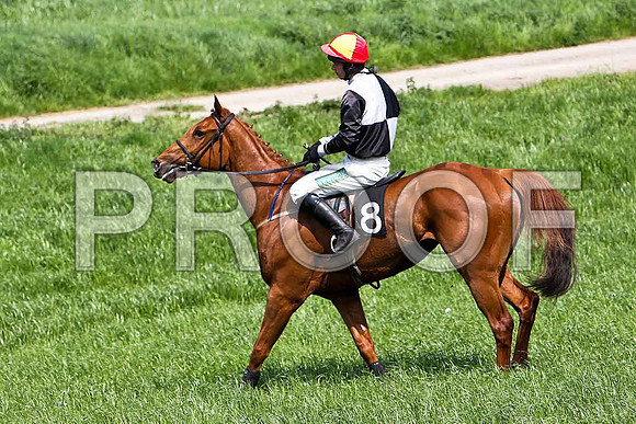 Third Race - Lylehill (8) PU, Rider Derek O'Connor - CU2D9598-e