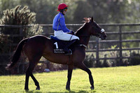 Royal Debs 5th, Jockey G N Fox- FT8E0979-e