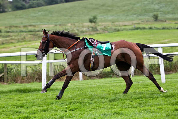 Unico, Fell, Jockey A P Thornton - CU2D0945-e
