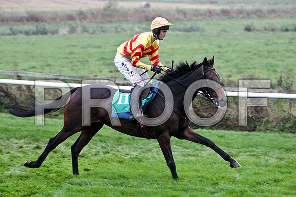 Shane Rock , 2nd - Jockey Andrew J McNamara - FT8E5469-e